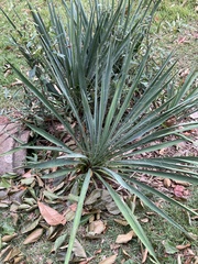 Yucca filamentosa