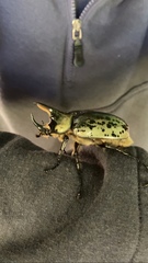 Dynastes hyllus