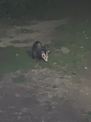 Didelphis albiventris