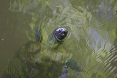 Trachemys ornata