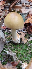 Amanita fulva