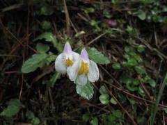Mazus alpinus