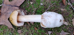 Amanita fulva