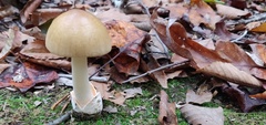 Amanita fulva