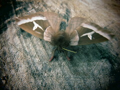 Dirphiopsis multicolor