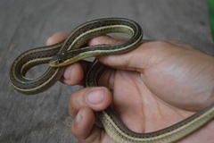 Thamnophis proximus rutiloris