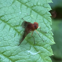 Chrysopilus quadratus