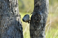 Climacteris picumnus