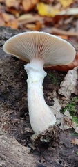 Armillaria gallica