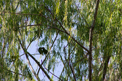 Eupsittula canicularis