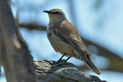 Climacteris picumnus