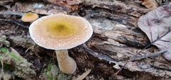 Armillaria gallica