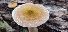Armillaria gallica