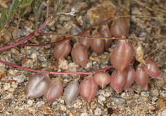 Astragalus nutans