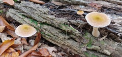 Armillaria gallica