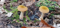 Armillaria gallica