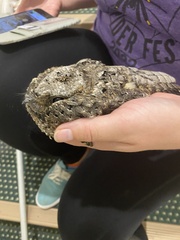 Phalaenoptilus nuttallii