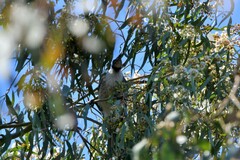 Philemon corniculatus