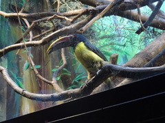 Pteroglossus viridis