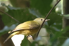 Mionectes oleagineus