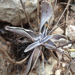 Thompsonella minutiflora