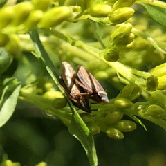 Aphrodes