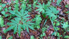 Cardamine kitaibelii