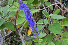 Coleus