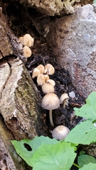 Coprinellus micaceus