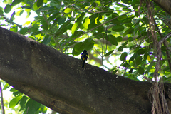 Cassiculus melanicterus