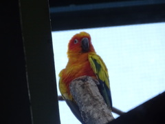 Aratinga solstitialis