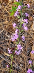Liatris