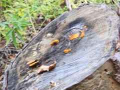 Phyllotopsis nidulans