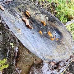 Phyllotopsis nidulans