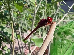 Orthemis discolor