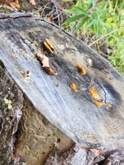 Phyllotopsis nidulans