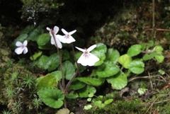 Viola formosana