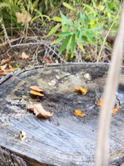 Phyllotopsis nidulans