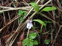 Viola formosana