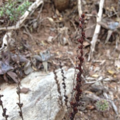 Thompsonella minutiflora