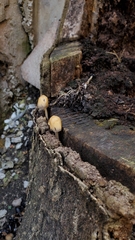 Coprinellus micaceus