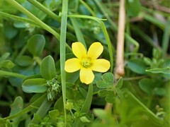Oxalis perennans