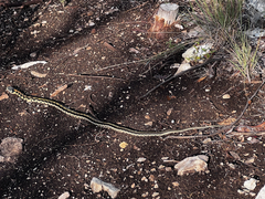 Thamnophis cyrtopsis