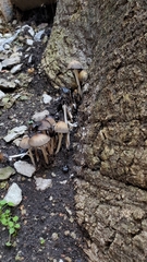 Coprinellus micaceus