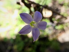 Wahlenbergia gracilis