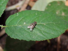 Limnophora obsignata