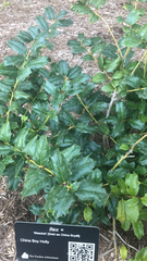 Ilex cornuta