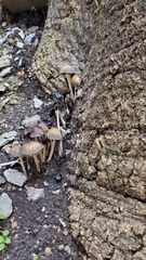 Coprinellus micaceus