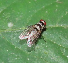 Limnophora obsignata