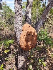 Constrictotermes cyphergaster
